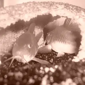 corydora house party