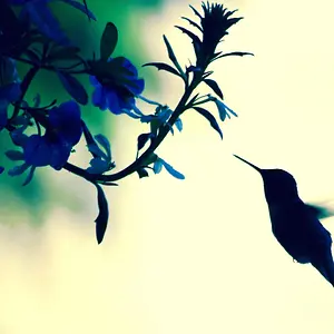 Hummingbird