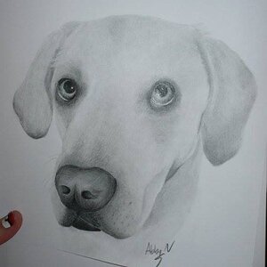 Pencil Drawing of a Doggo