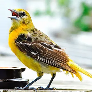 Singing in the Sun