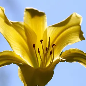 Pretty Yellow