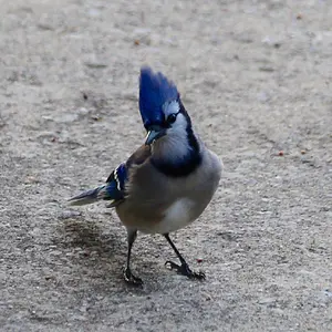Bluejay