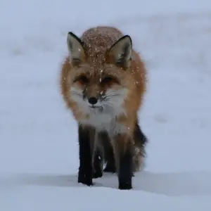 Wild Fox