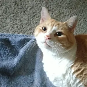 Morning Greeting