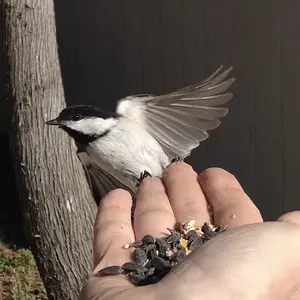 Little friend