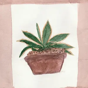 Agave