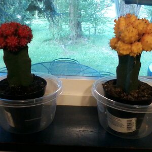 My cool yellow and red moon cactuses :)