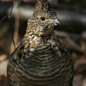 Friendly Grouse