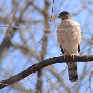Cooper's hawk