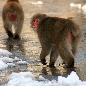 Monkeys on the road.