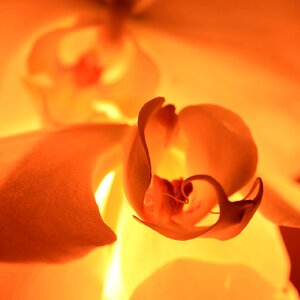 Candle lit orchids