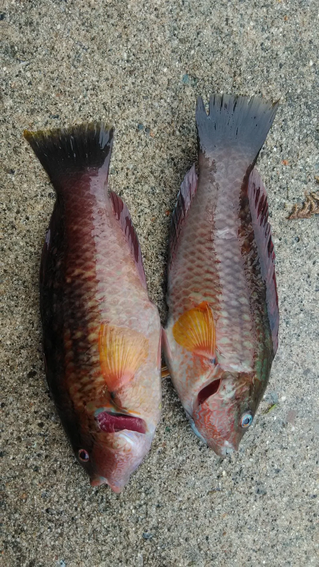 2 yellow finned wrass for dinner!