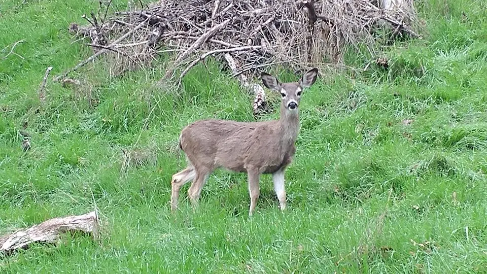 26169640_10155864668691215_4685578692324271956_n