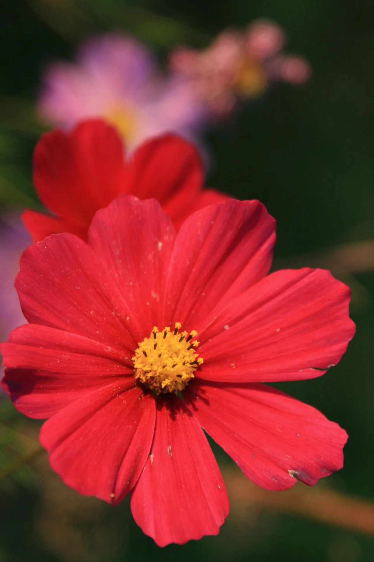 5095414567_63f3b35c21_o