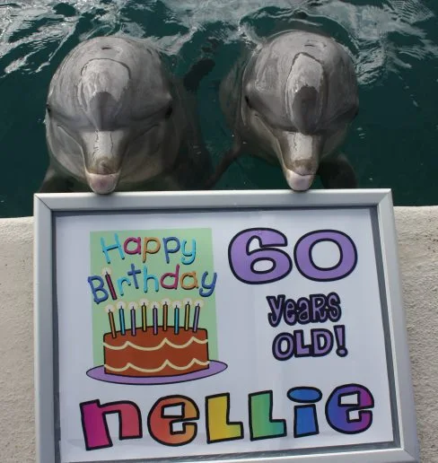 555430 10151474629044742 392724641 n
Happy 60th Birthday Nellie!