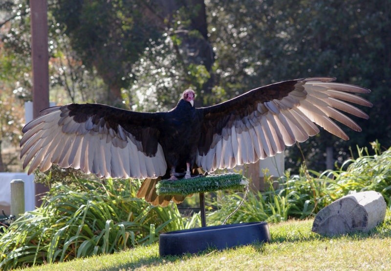 800px Turkey vulture