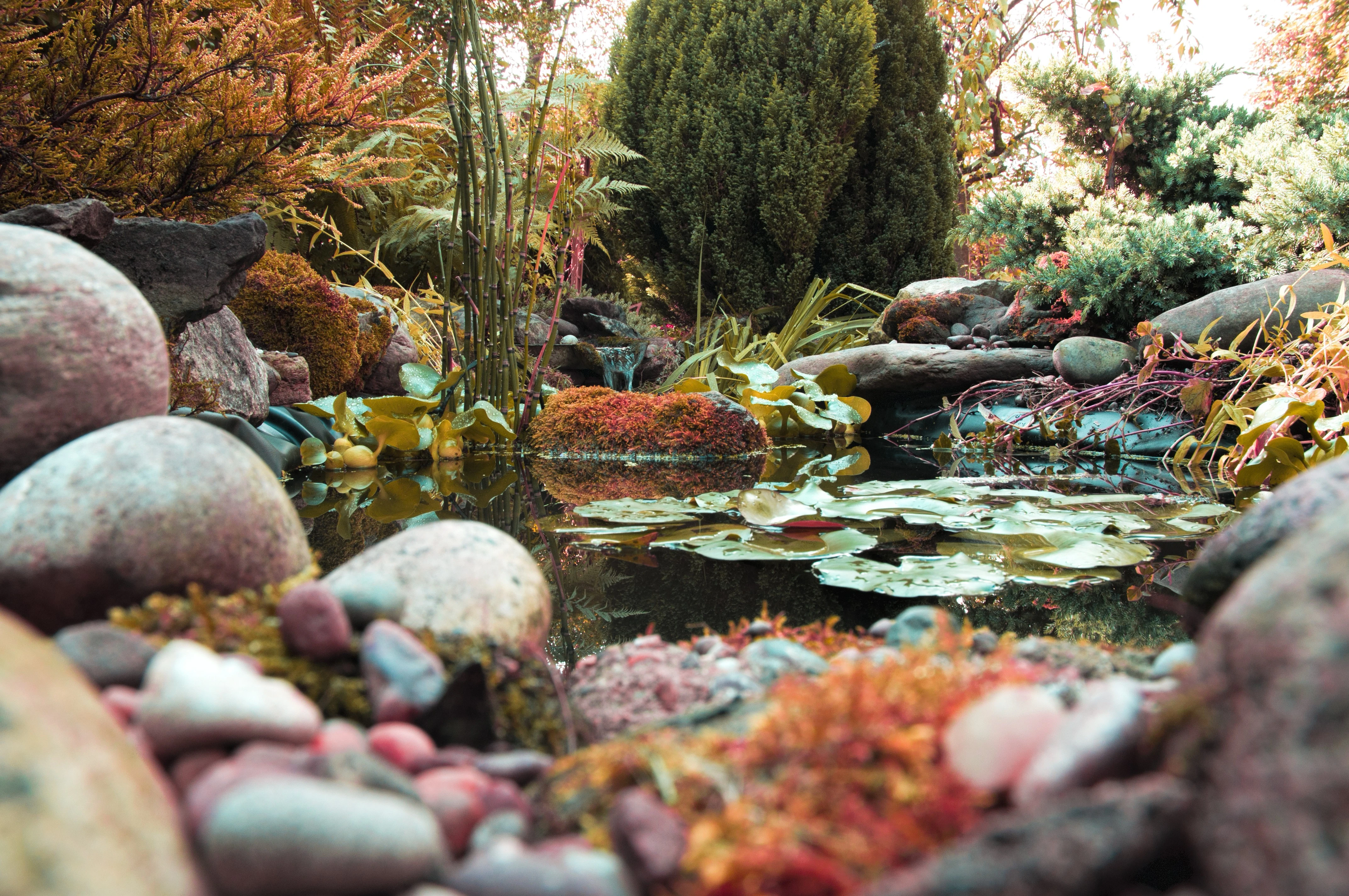 _DSC3975_Nature_Dramatic 1_1