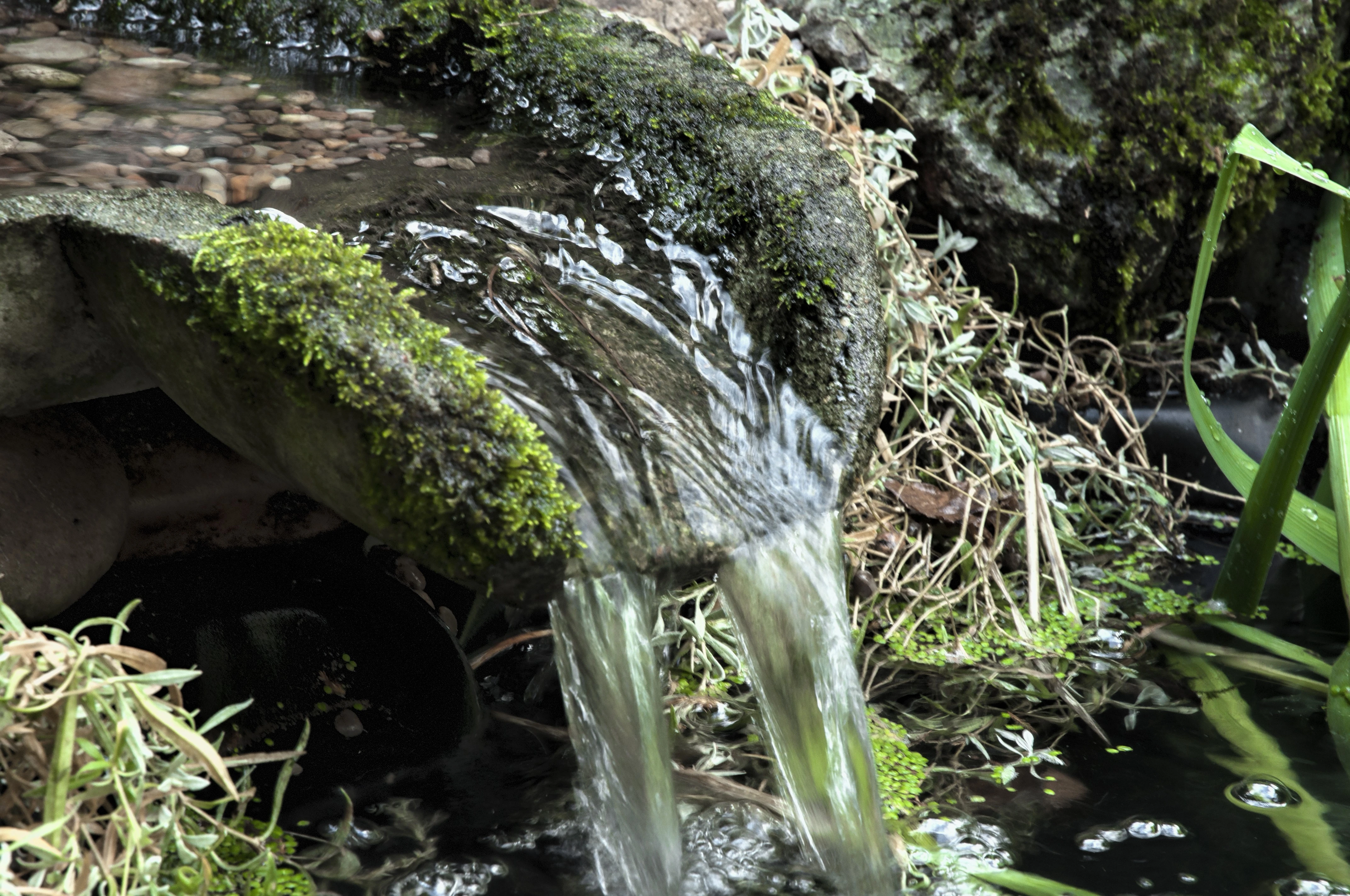 _DSC4186_Clarity_Macro_Desaturated_Strong1