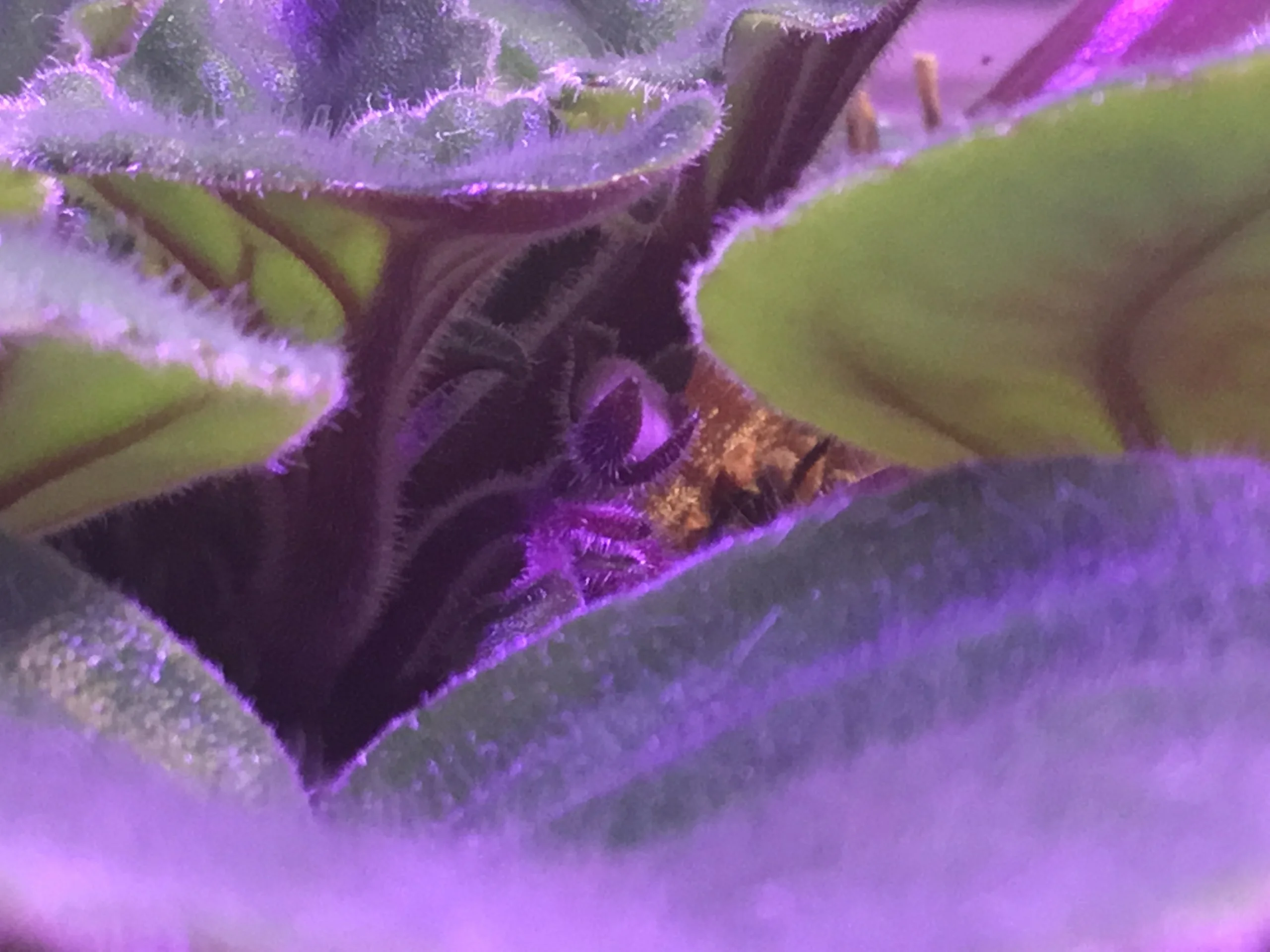 African Violet flower bud