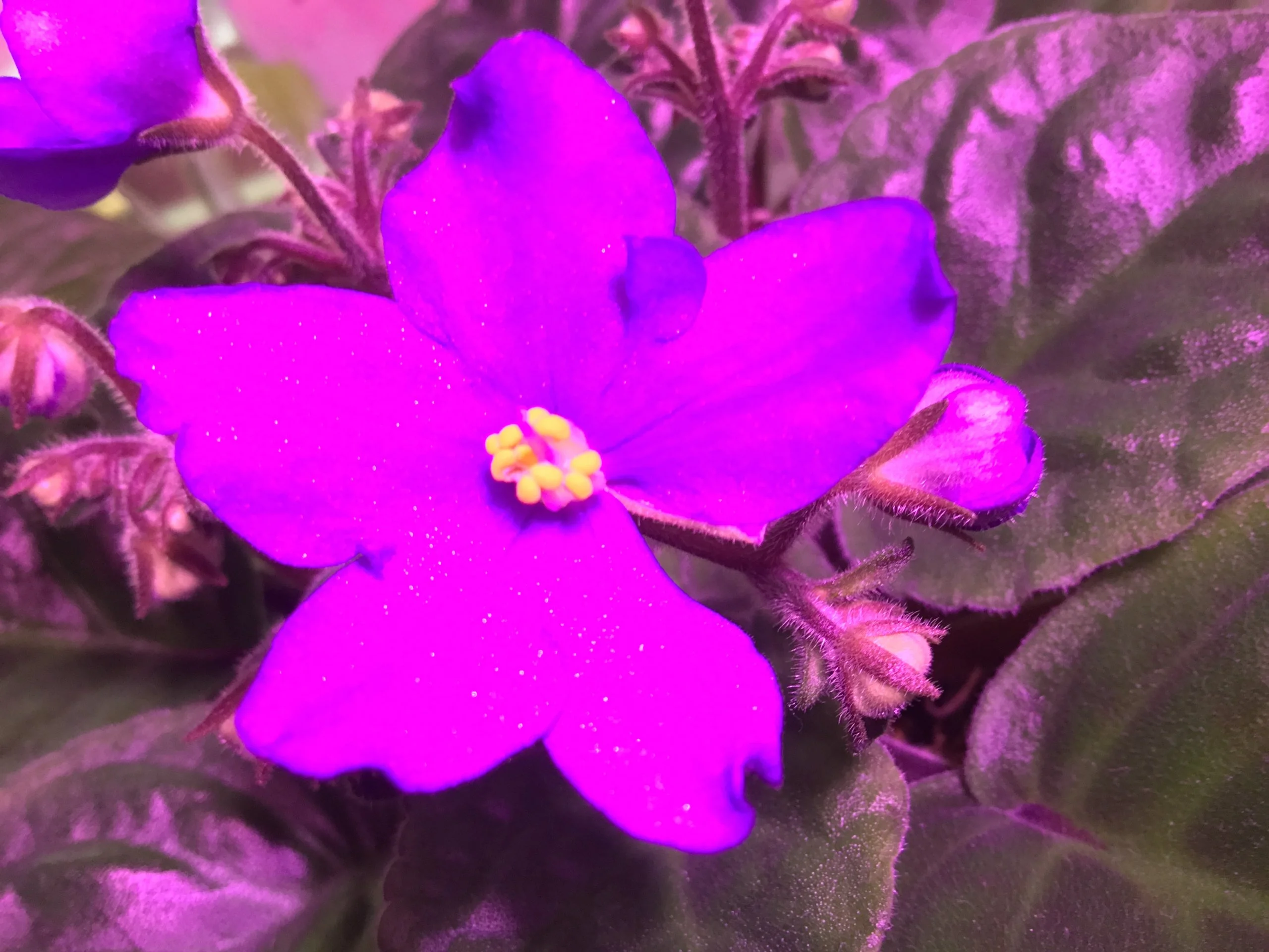 African Violet new bloom