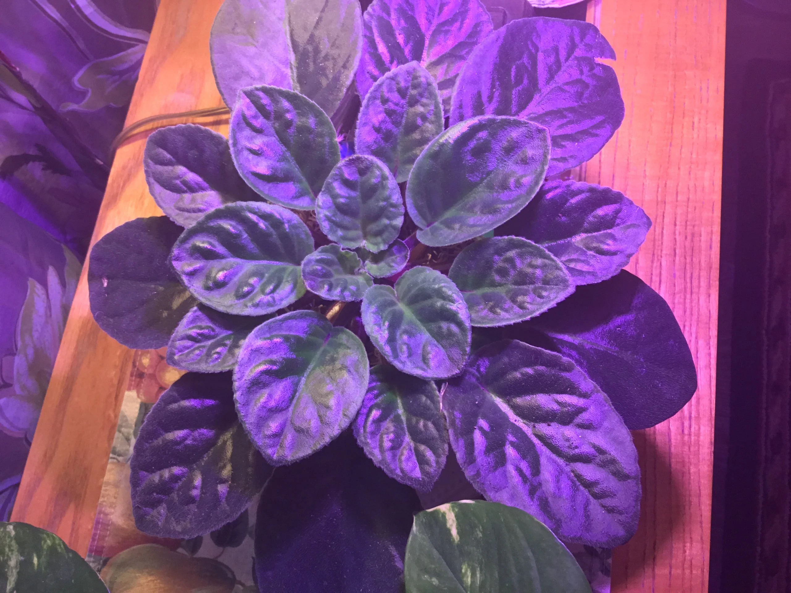 African violet