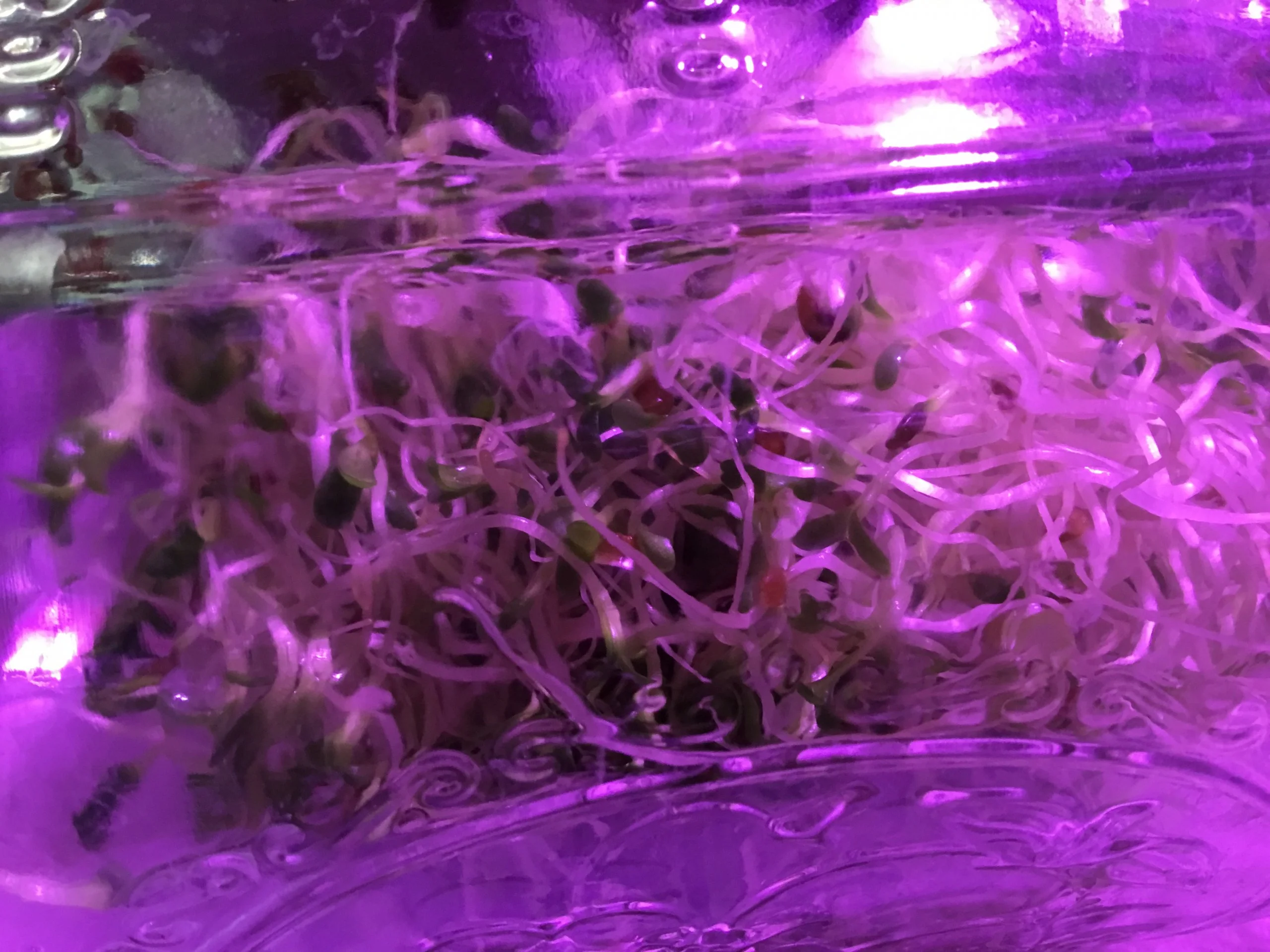 Alfalfa Sprouts!