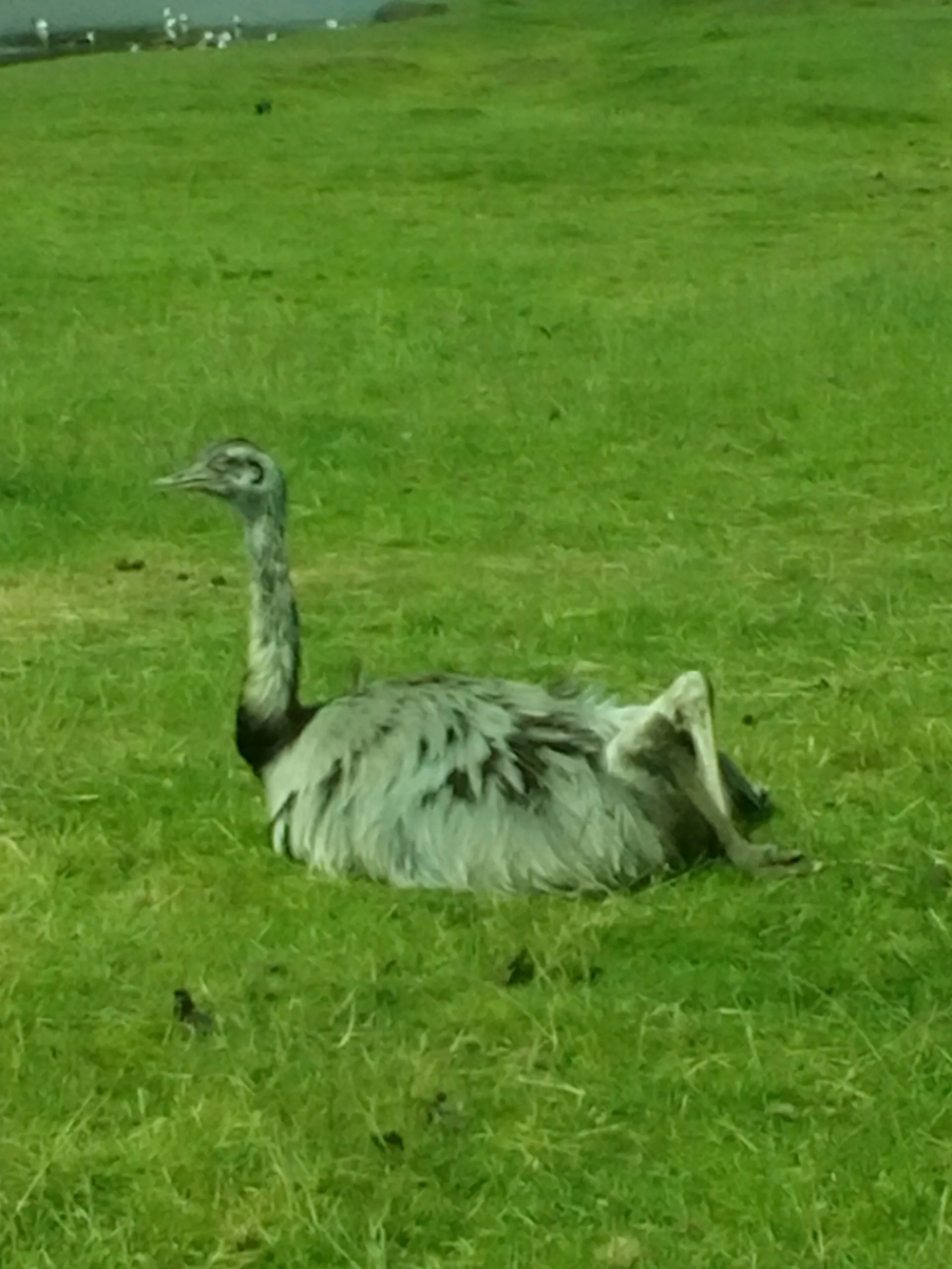 an emu?