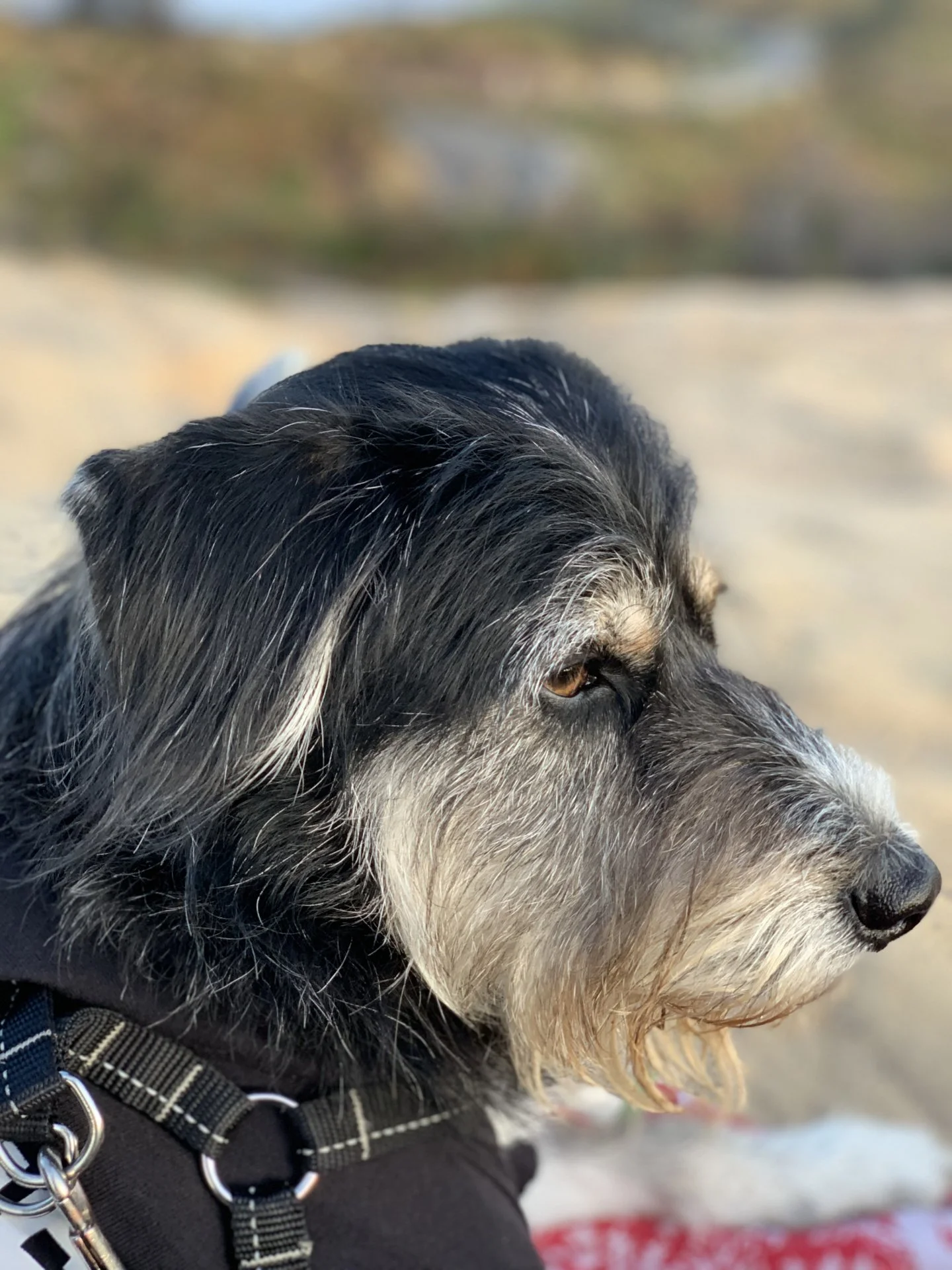 Anna Mae at the Beach