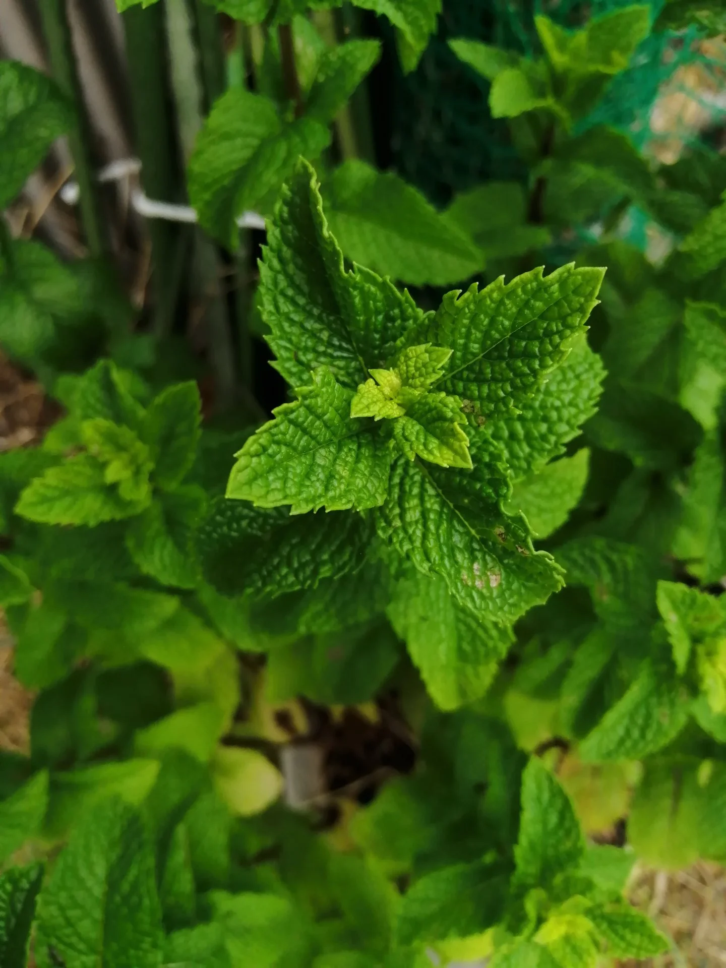 Apple Mint