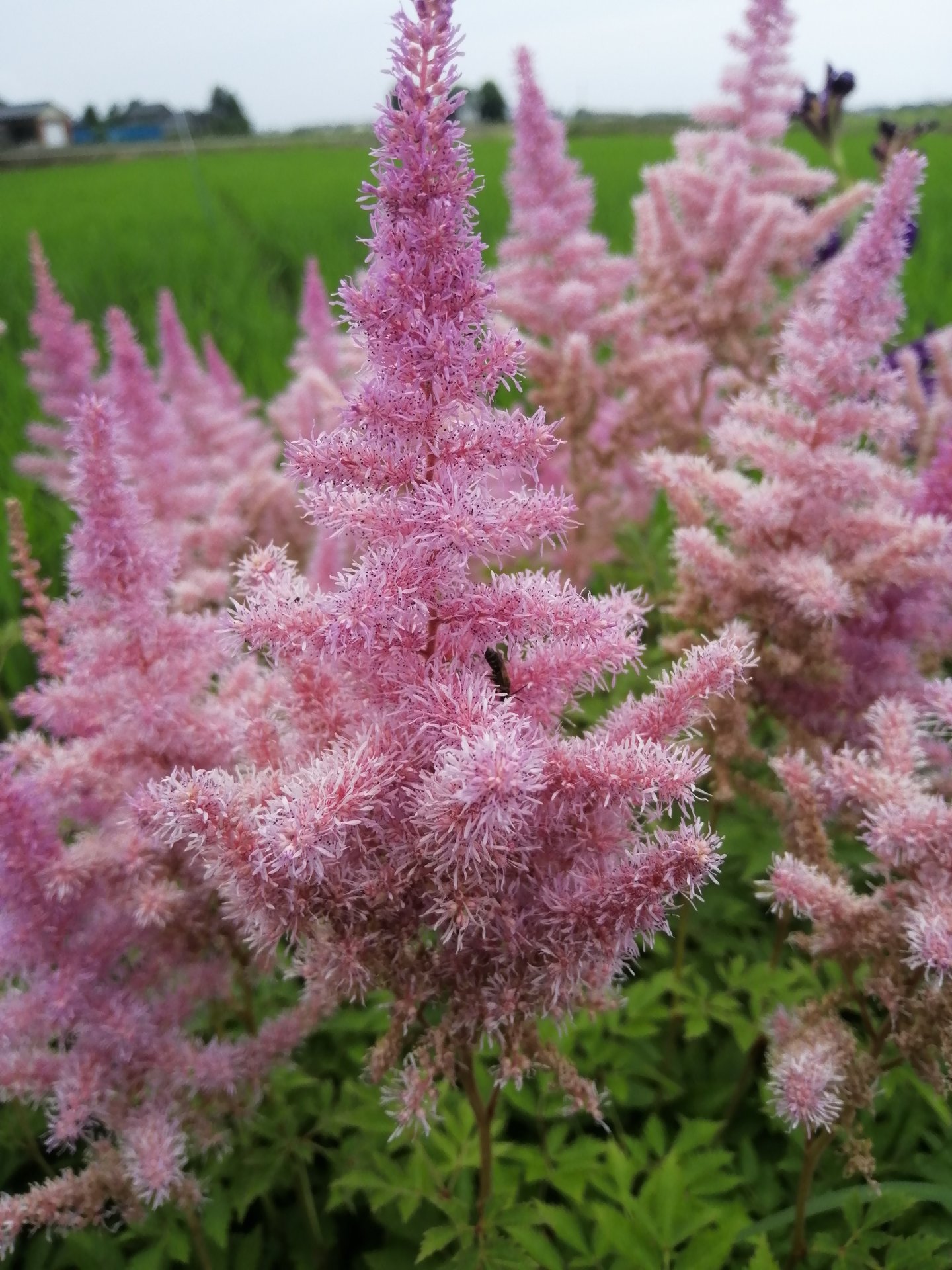 Astilbe japonica flowers