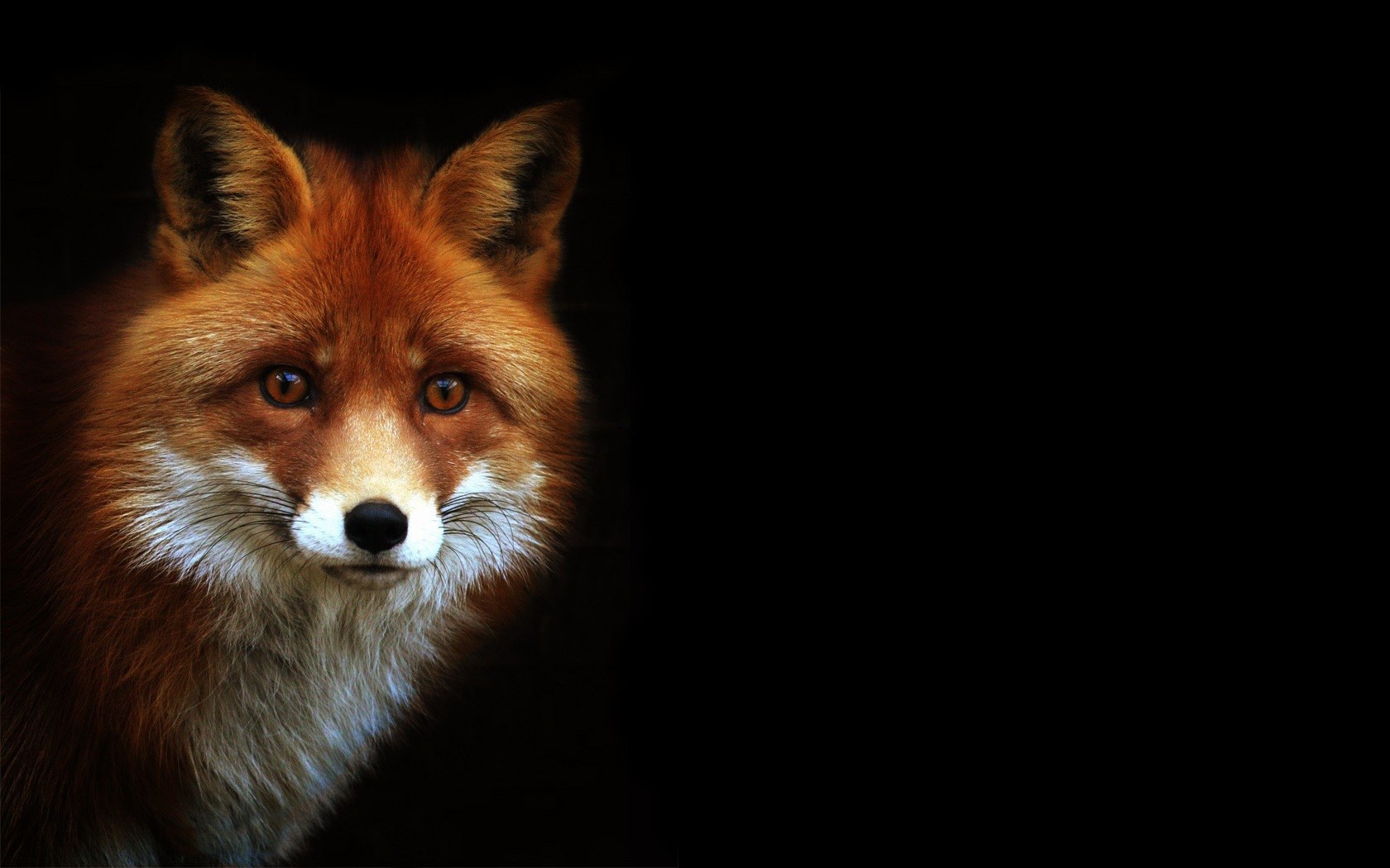 attentive fox