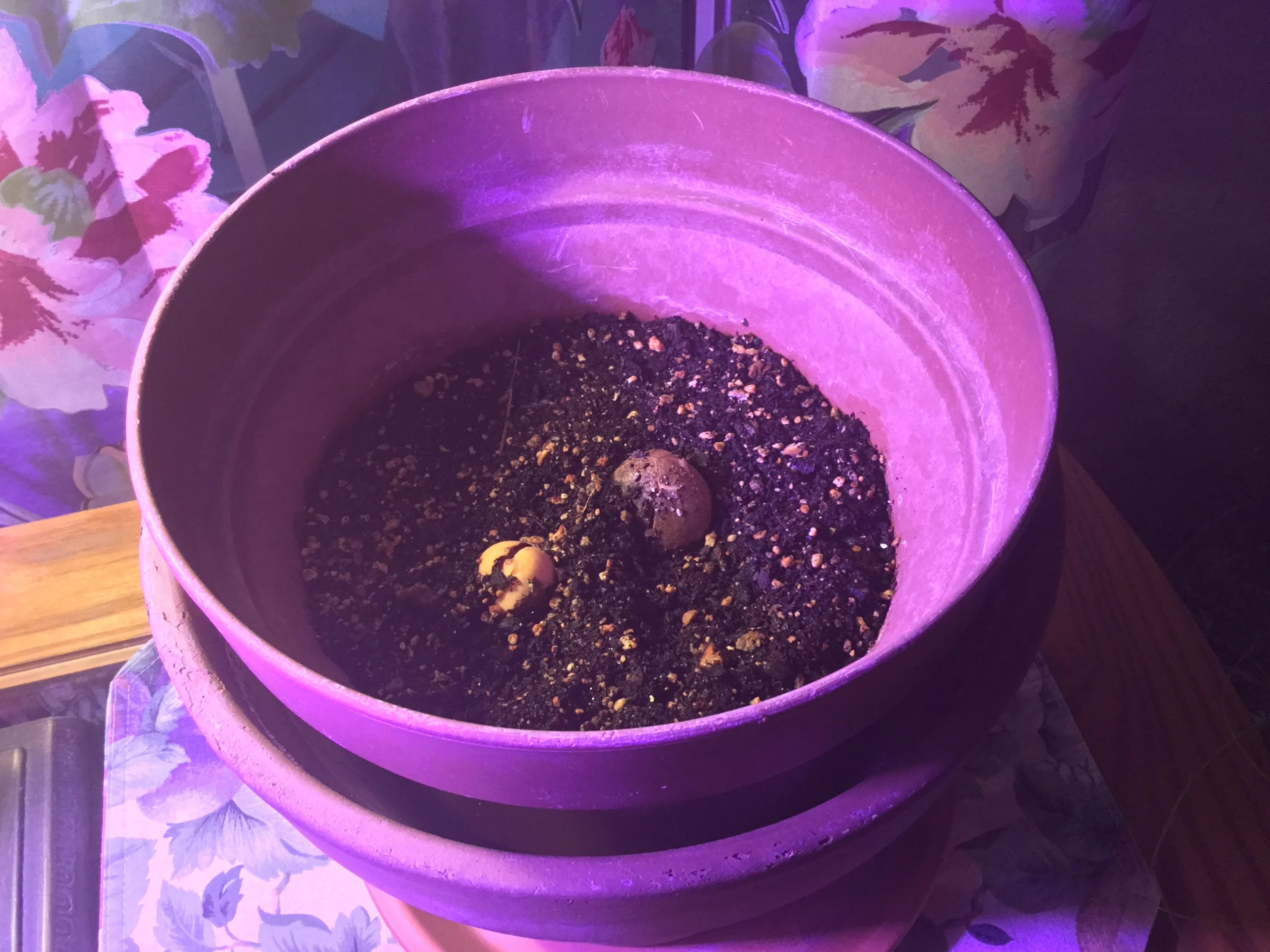 Avocado seeds in soil, under a grow light