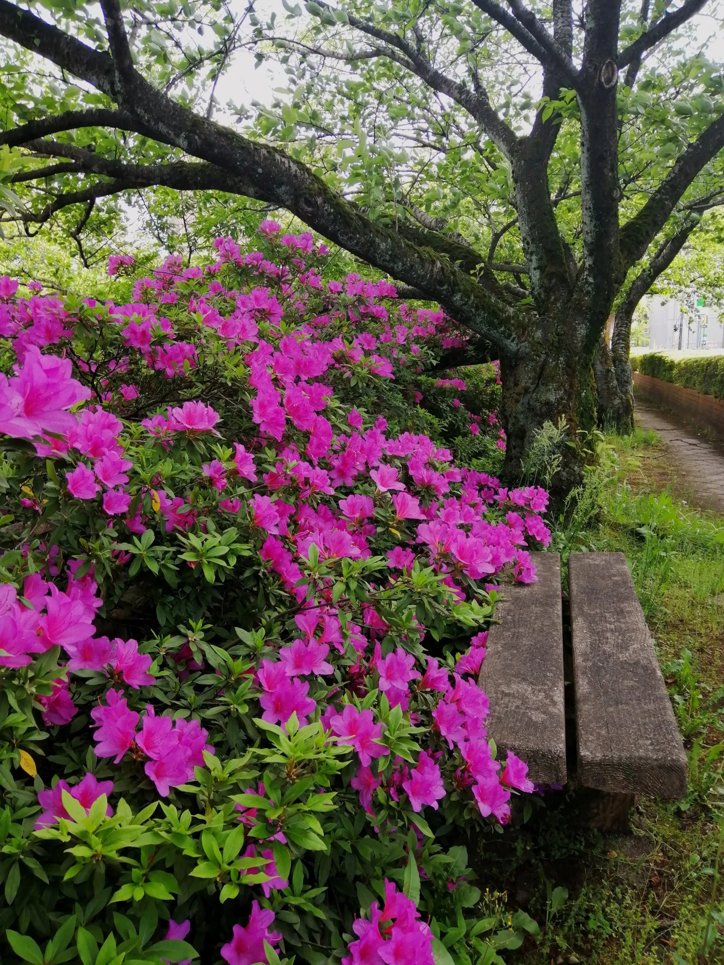 Azealias in my oasis in the city.