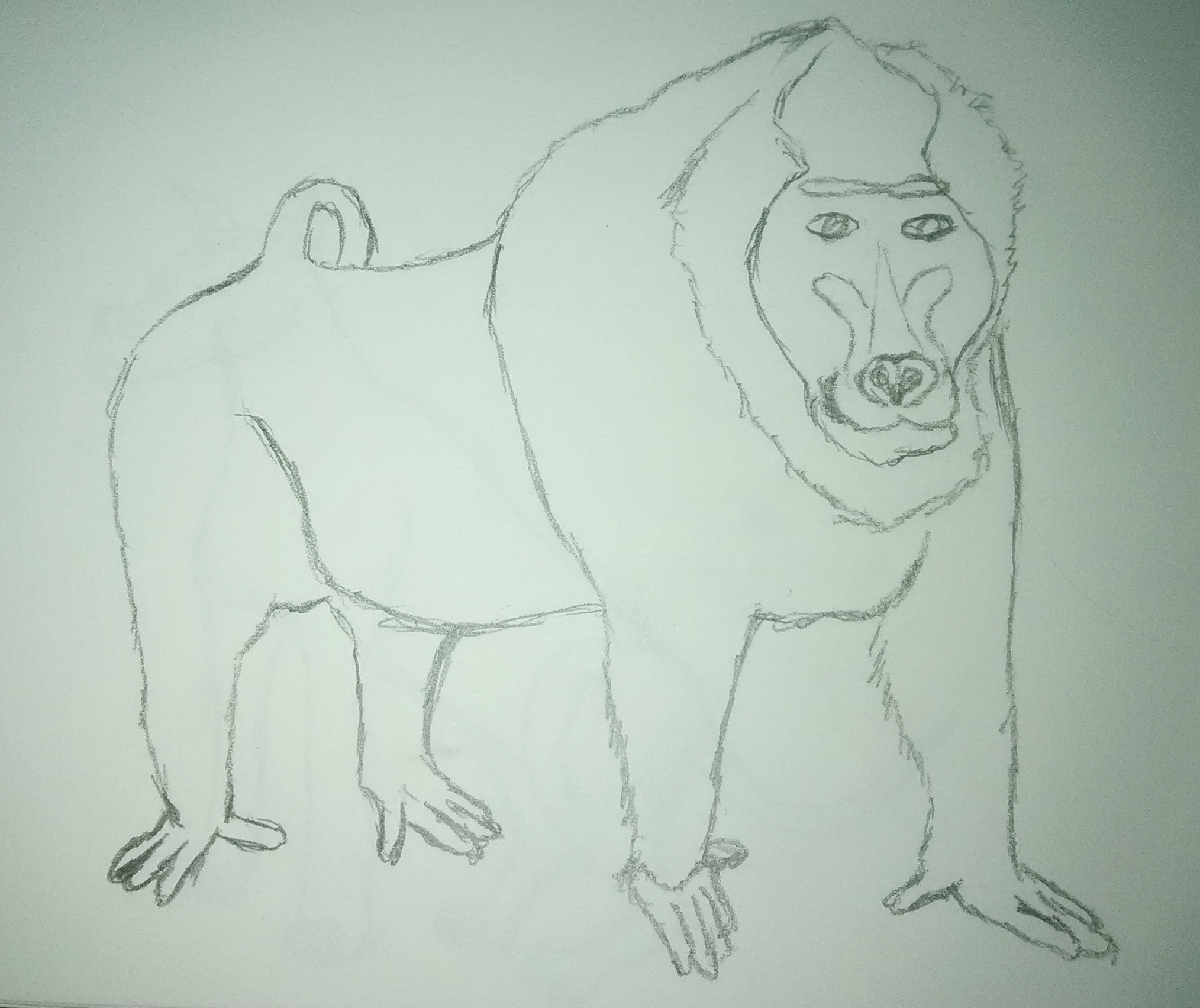Baboon