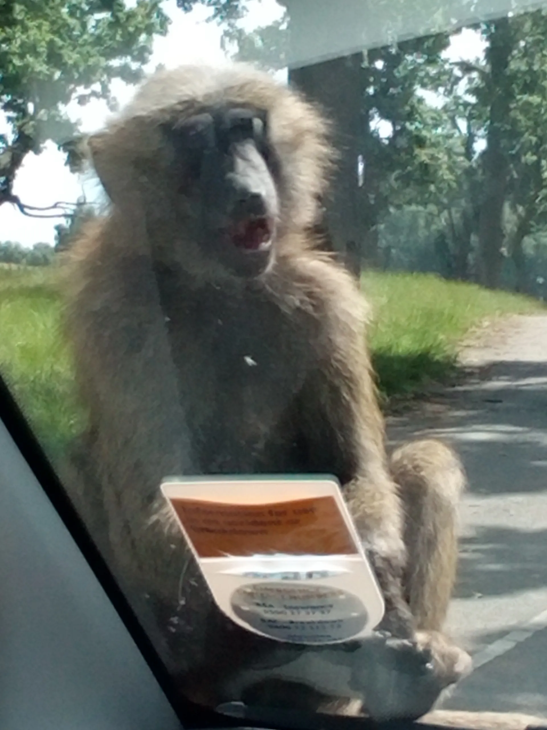 baboon