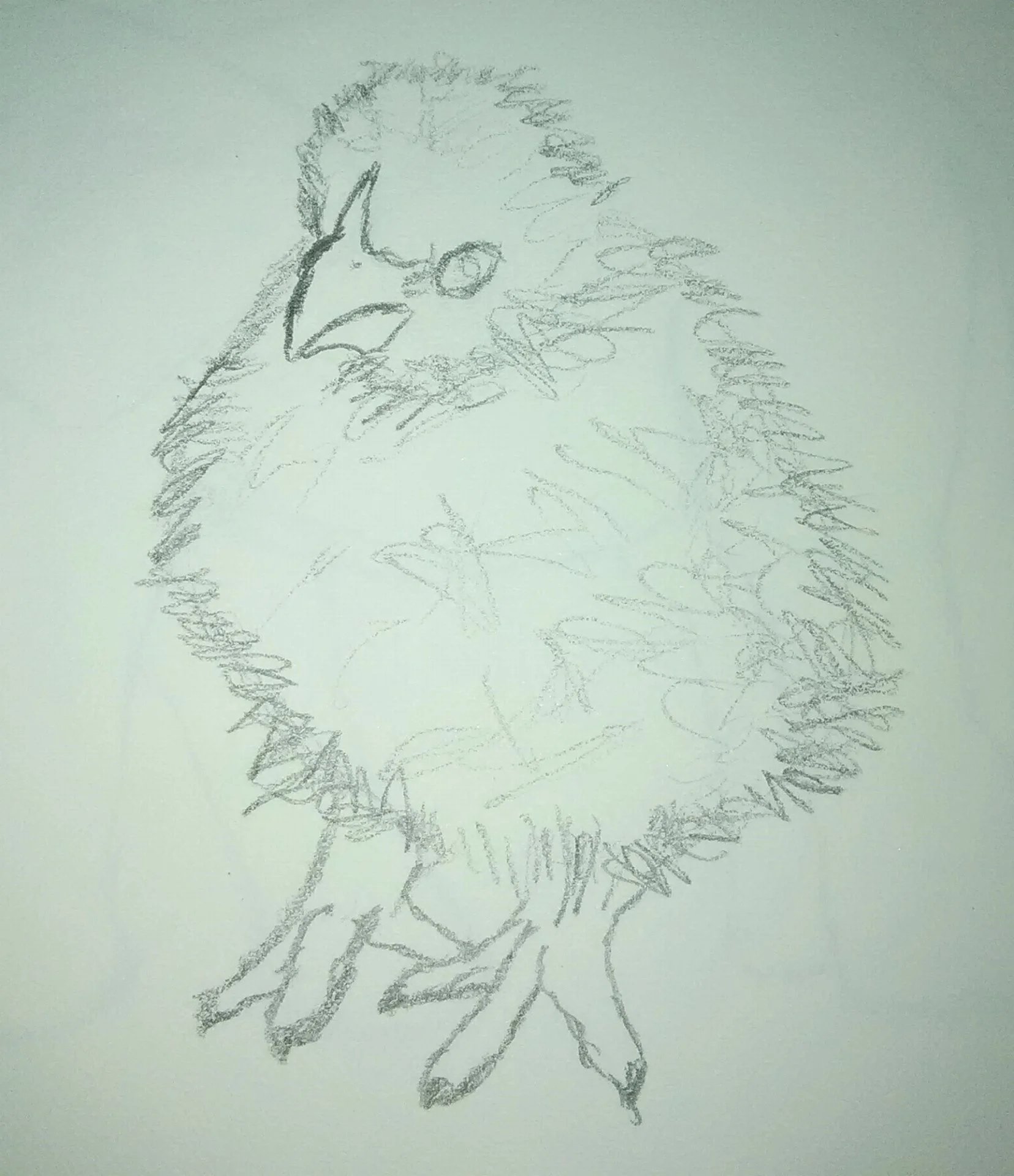 Baby Chick