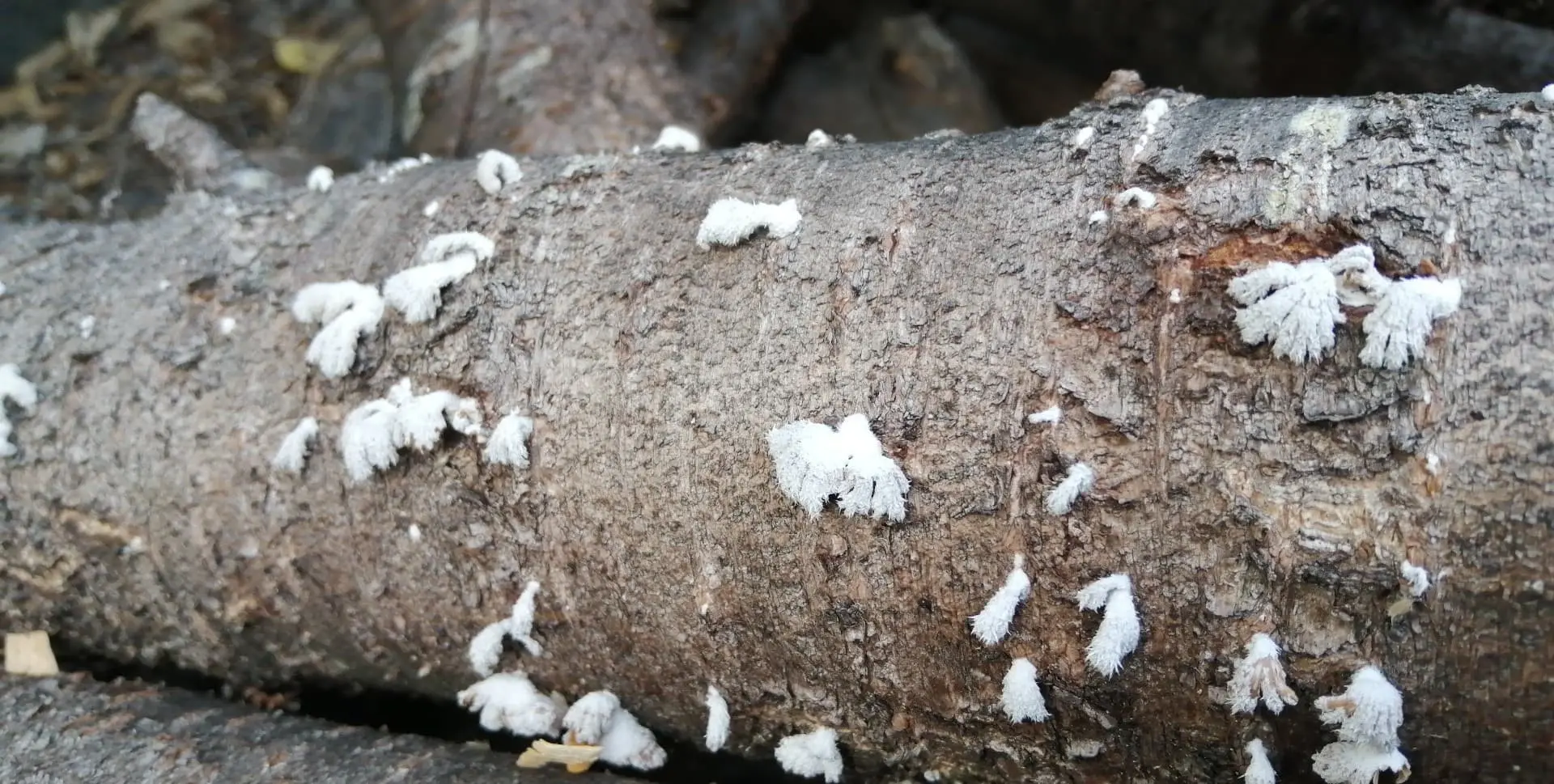 Baby coral mushrooms?