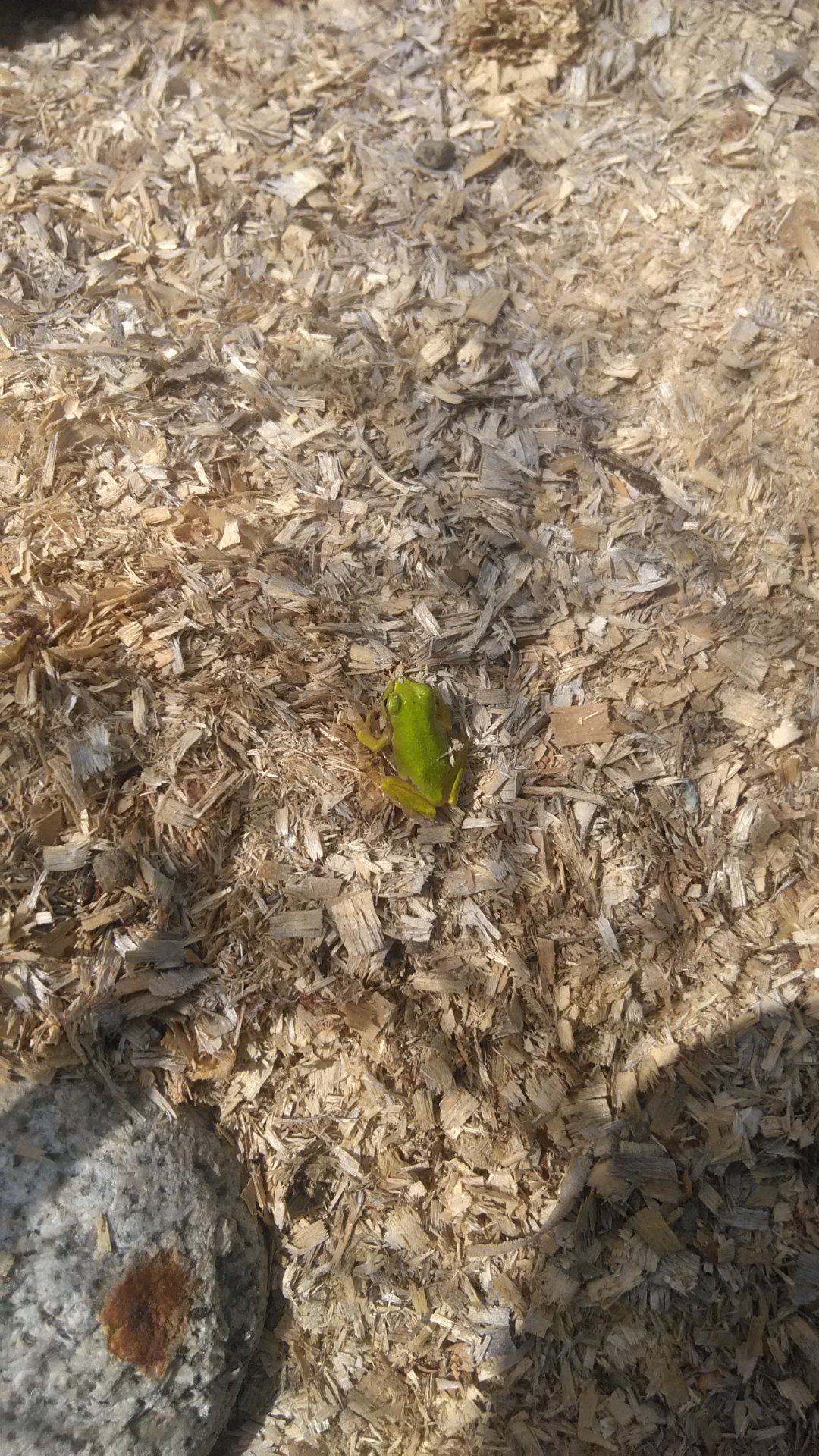 Baby green tree frog.