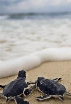 baby green turtles