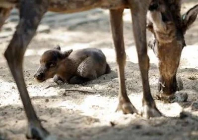 baby reindeer