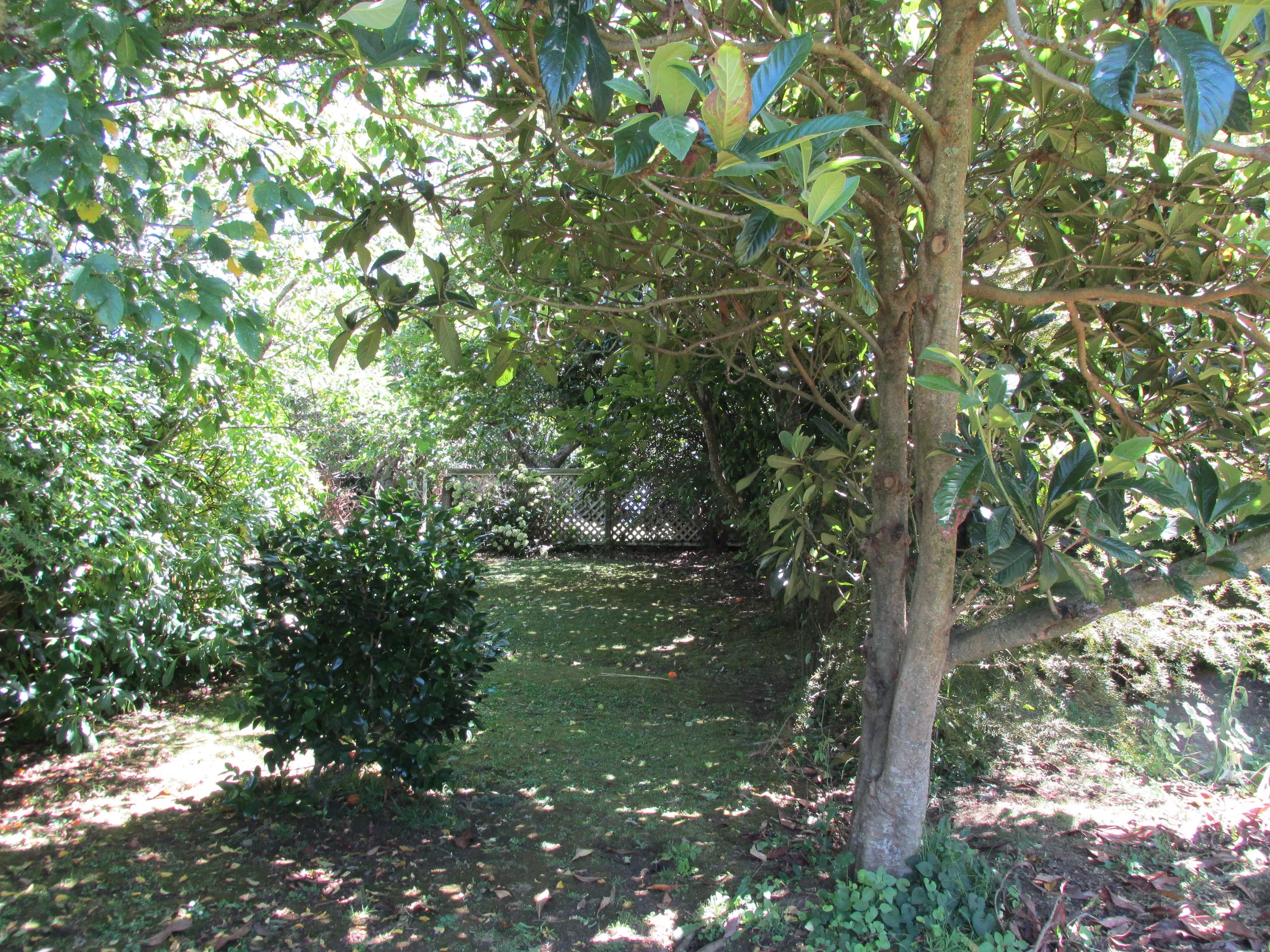 Backyard at home (Slightly overgrown)