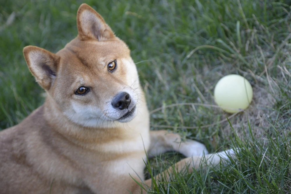 Backyard Ball