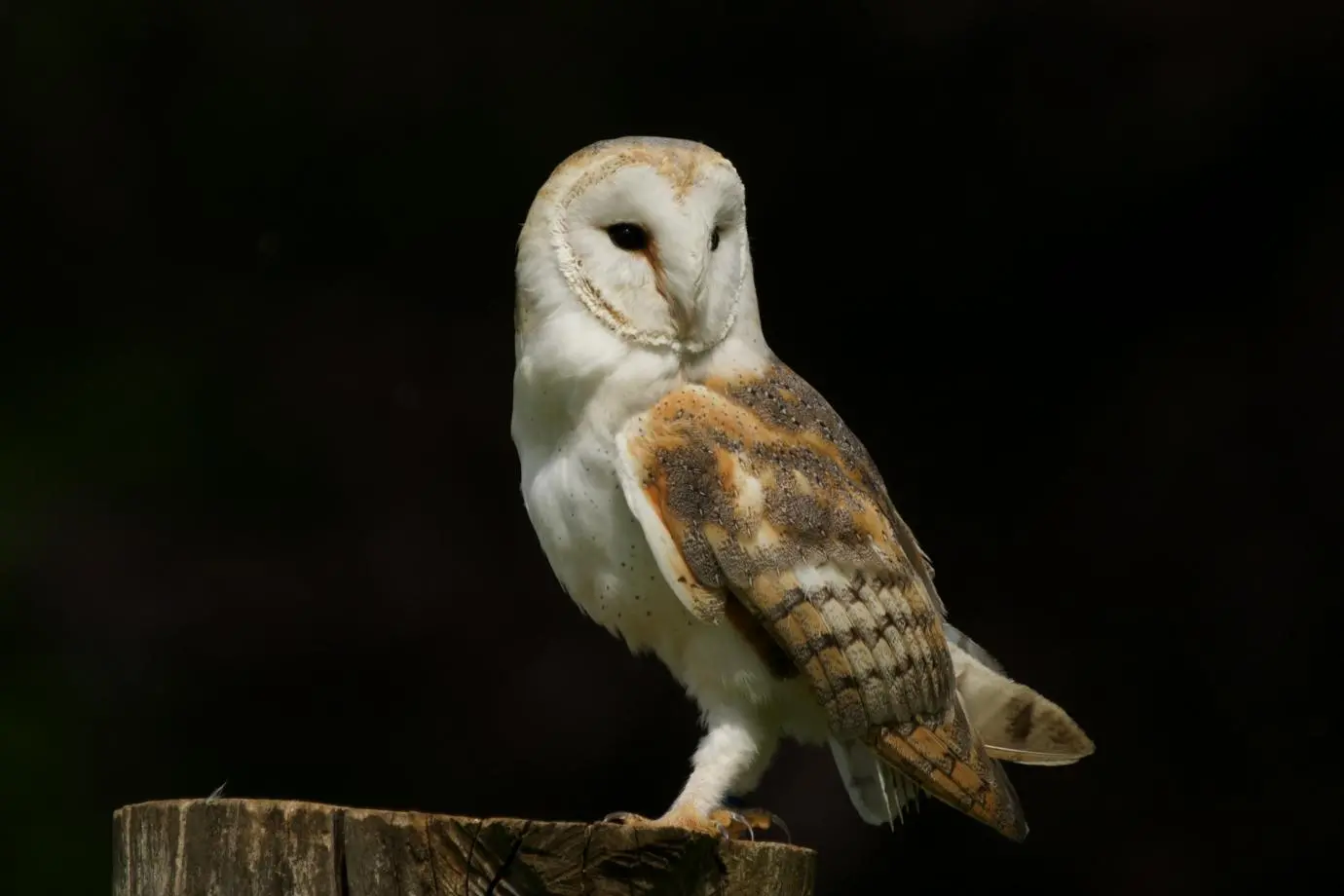 Barn Owl