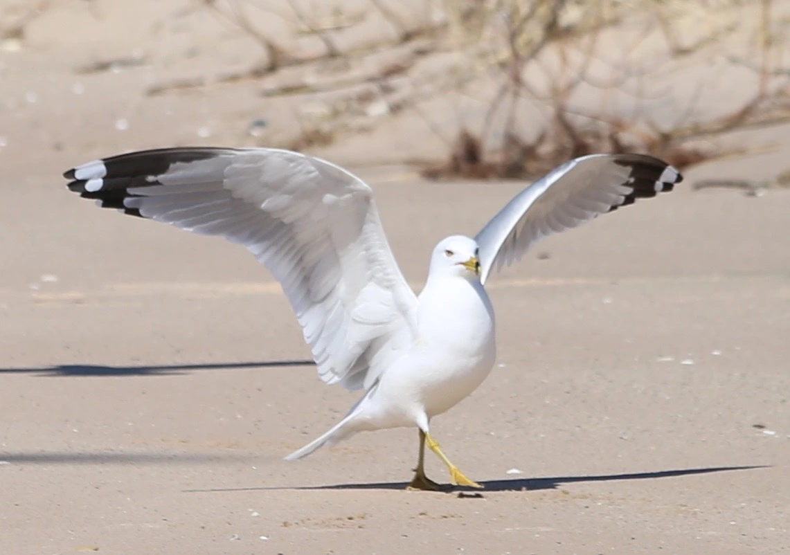 Beach Walker