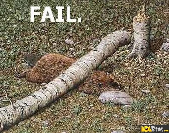 Beaver Fail