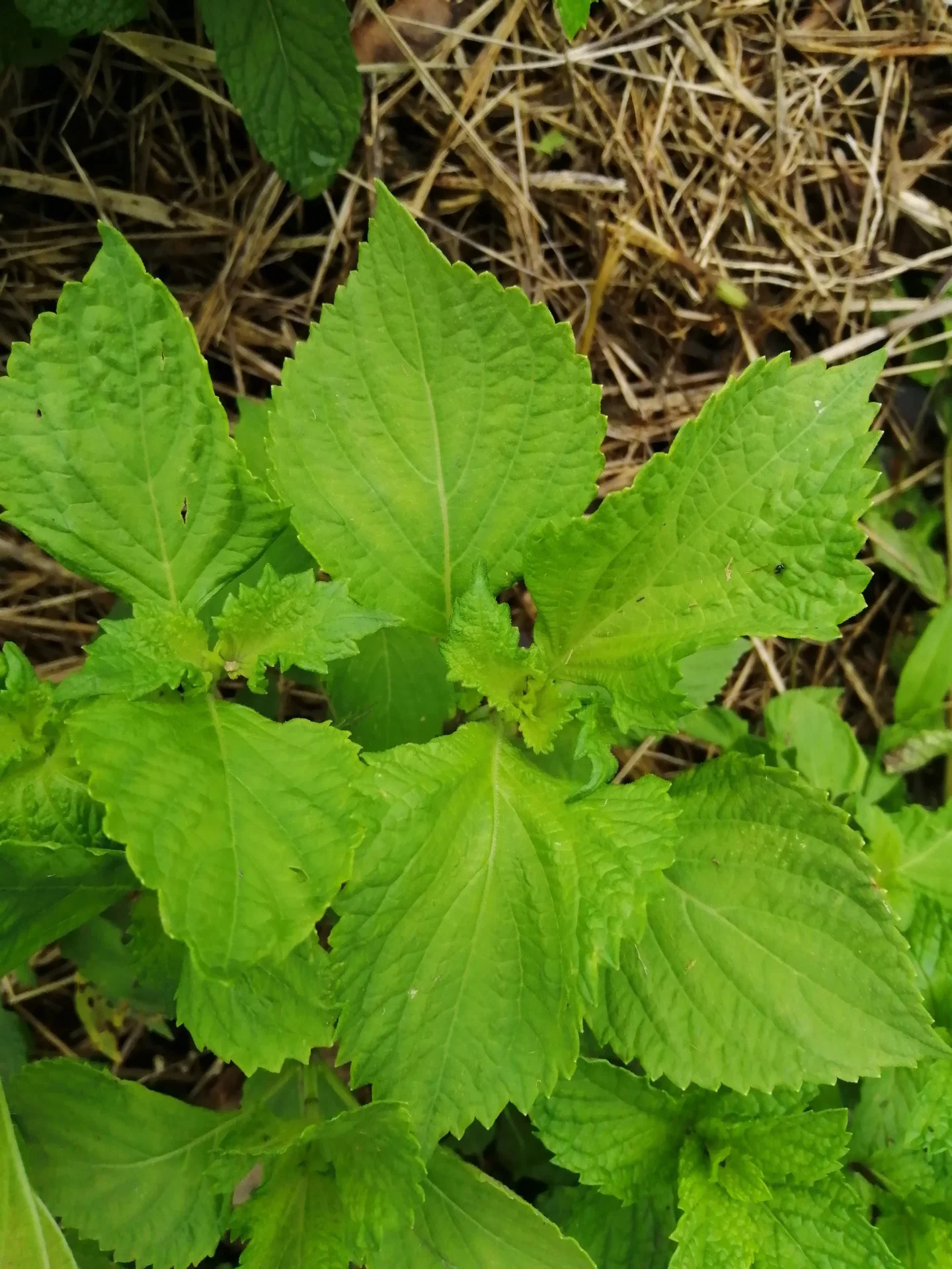 Beefsteak mint