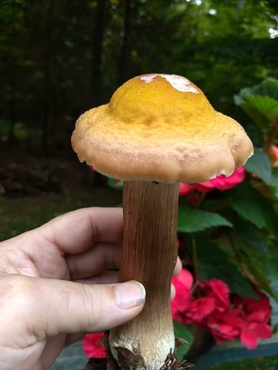 Big Honey Mushroom