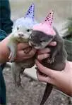 birthday otters :)