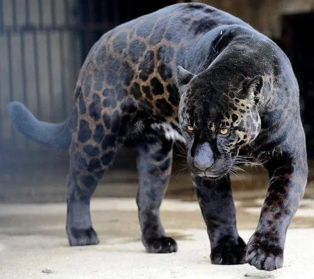 Black Jaguar.