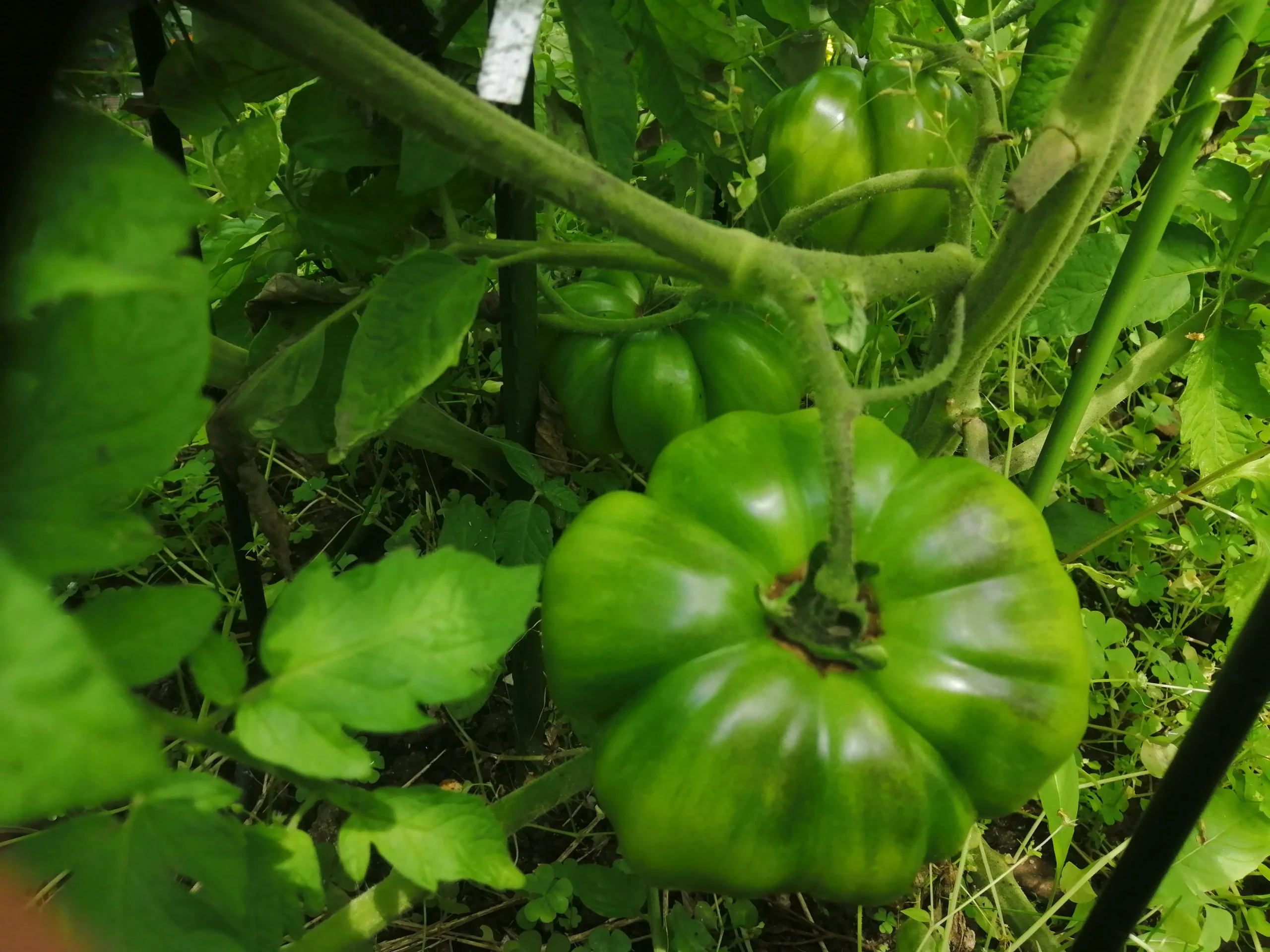 Black krim starting to get a little color.
